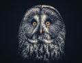 Fluffy owl Royalty Free Stock Photo