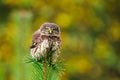 Fluffy owl. Eurasian pygmy owl, Glaucidium passerinum, perched and balacing on top of pine. Bird of prey in colorful autumn forest