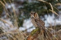 Fluffy owl in winter forest. Long-eared owl, Asio otus, perched on forest meadow in snowfall. Beautiful owl in natural habitat.