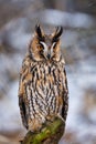 Fluffy owl in winter forest. Long-eared owl, Asio otus, perched on forest meadow in snowfall. Wild owl in natural habitat.