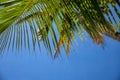 Fluffy palm leaf on blue sky background. Peaceful tropical island abstract photo. Sunny day in exotic place Royalty Free Stock Photo