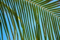 Fluffy palm leaf on blue sky background. Tropical island nature minimal photo. Sunny day in exotic place Royalty Free Stock Photo