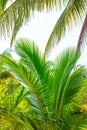 Fluffy palm leaves in the tropical forest. Travel and tourism in Asia