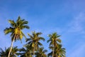 Fluffy palm tree on blue sky background. Idyllic tropical nature photo. Green palm leaf on wind. Idyllic tropical island Royalty Free Stock Photo