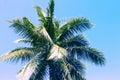 Fluffy palm tree crown on sunny blue sky background. Blue green toned photo. Royalty Free Stock Photo