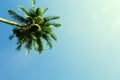 Fluffy palm tree crown on sunny blue sky background. Cinematic effect toned photo. Royalty Free Stock Photo