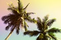 Fluffy palm tree crown on sunny blue sky background. Colorful toned photo. Royalty Free Stock Photo