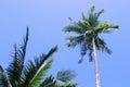 Fluffy palm tree crown on sunny blue sky background. Palm tree crown with green leaf on sky. Royalty Free Stock Photo