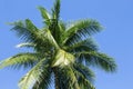 Fluffy palm tree crown on sunny blue sky background. Palm tree crown with green leaf on sky. Royalty Free Stock Photo