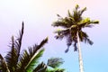 Fluffy palm tree crown on sunny blue sky background. Rainbow dream toned photo Royalty Free Stock Photo