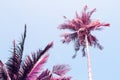 Fluffy palm tree crown on sunny blue sky background. Retro blue pink toned photo.