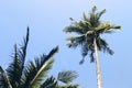 Fluffy palm tree crown on sunny blue sky background. Retro toned photo. Royalty Free Stock Photo