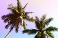 Fluffy palm tree crown on sunny blue sky background. Romantic pink toned photo. Royalty Free Stock Photo