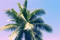 Fluffy palm tree crown on sunny blue sky background. Romantic pink toned photo. Royalty Free Stock Photo