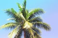 Fluffy palm tree crown on sunny blue sky background. Vintage pink toned photo. Royalty Free Stock Photo