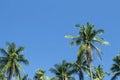 Fluffy palm tree forest on sunny blue sky background. Palm tree crown with green leaf on sky.