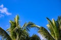 Fluffy palm tree on sunny blue sky background. Tropical island nature. Summer vacation banner template with text place