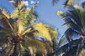 Fluffy palm tree on sunset sky. Tropical nature optimistic landscape. Coco palm leaf digital illustration.