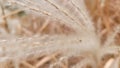 Fluffy pampas grass and dried leaves composition. Fall autumn theme. Soft neutral colors. Beige, brown, white. Organic