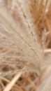 Fluffy pampas grass and dried leaves composition. Fall autumn theme. Soft neutral colors. Beige, brown, white. Organic