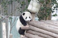 Fluffy Panda Cub in Chengdu Panda Base, China