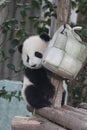 Fluffy Panda Cub in Chengdu Panda Base, China