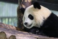 Fluffy Panda in Shanghai, China