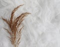 Fluffy panicles of beige grass on white background Royalty Free Stock Photo