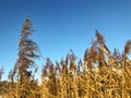Fluffy panicles and branches of dry reeds against the blue sky Royalty Free Stock Photo