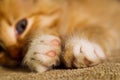 Fluffy paws of a ginger kitten against the background of his face, close-up