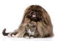 Fluffy Pekingese and cat together. on white background Royalty Free Stock Photo
