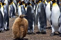 Fluffy Penguin Chick in a colony of King Penguins