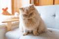 Fluffy Persian cat with grumpy expression sitting on gray sofa near window Royalty Free Stock Photo