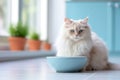 fluffy Persian cat with a light blue bowl sits beside flower arrangements in an interior