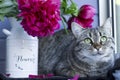 Fluffy pet, flowers - the cause of allergies in humans. Beautiful tabby cat with green eyes with a bouquet of peonies. Cozy Royalty Free Stock Photo