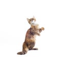 Fluffy piebald cat stands on its hind legs on a white background Royalty Free Stock Photo