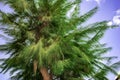 Fluffy pine tree with thin long needles isolated on blue sky background. An ornamental coniferous tree possibly Pinus montezumae