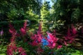 Fluffy pink astilbe flowers around the lake at the Leckford Estate, Longstock, Hampshire UK