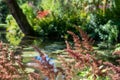 Fluffy pink astilbe flowers around the lake at the Leckford Estate, Longstock, Hampshire UK