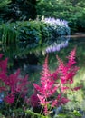 Fluffy pink astilbe flowers around the lake at the Leckford Estate, Longstock, Hampshire UK