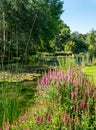 Fluffy pink astilbe flowers around the lake at the Leckford Estate, Longstock, Hampshire UK