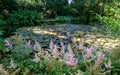 Fluffy pink astilbe flowers around the lake at the Leckford Estate, Longstock, Hampshire UK