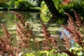 Fluffy pink astilbe flowers around the lake at the Leckford Estate, Longstock, Hampshire UK