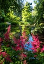 Fluffy pink astilbe flowers around the lake at the Leckford Estate, Longstock, Hampshire UK