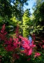 Fluffy pink astilbe flowers around the lake at the Leckford Estate, Longstock, Hampshire UK