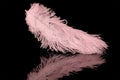 Fluffy pink feather with reflection on black Royalty Free Stock Photo