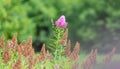 Fluffy pink flower in nature Royalty Free Stock Photo