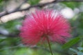 Fluffy pink mimosa flower Royalty Free Stock Photo