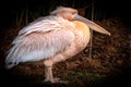 a fluffy pink pelican hiding in the bushes