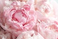 Fluffy pink peonies flowers Royalty Free Stock Photo